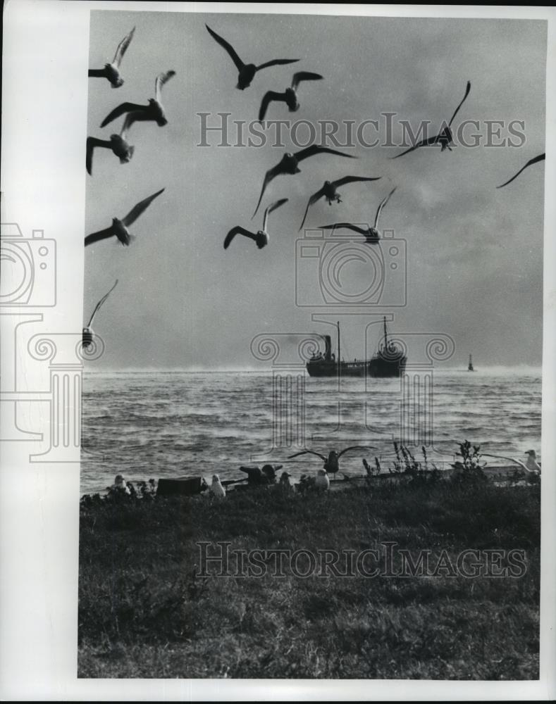Press Photo view of Lake Front while birds fly up ahead. - mja42551 - Historic Images