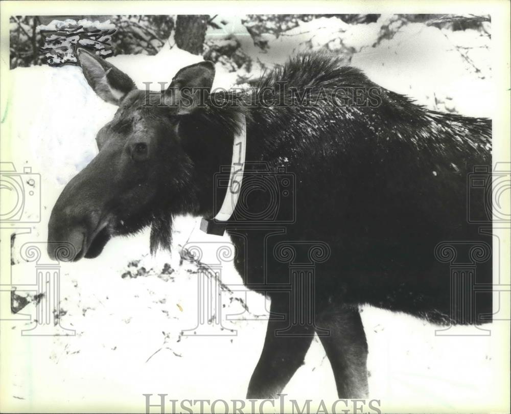 1985 Press Photo Female moose imported from Canada to Upper Michigan - mjb53109 - Historic Images