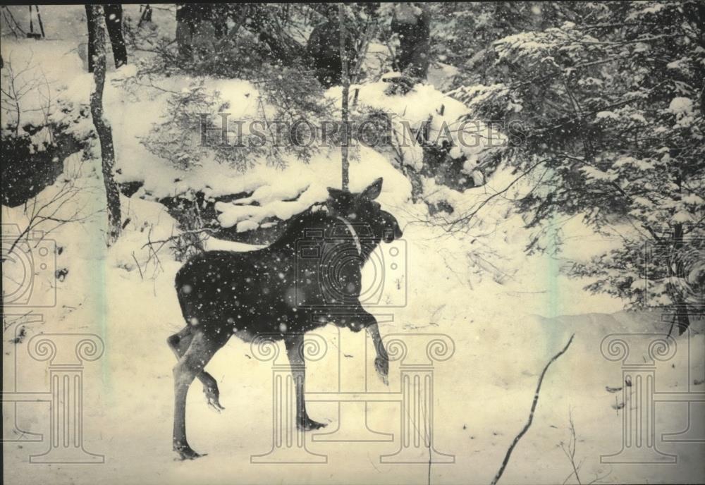 1985 Press Photo Canadian moose released, Michigan Upper Peninsula - mjb53111 - Historic Images