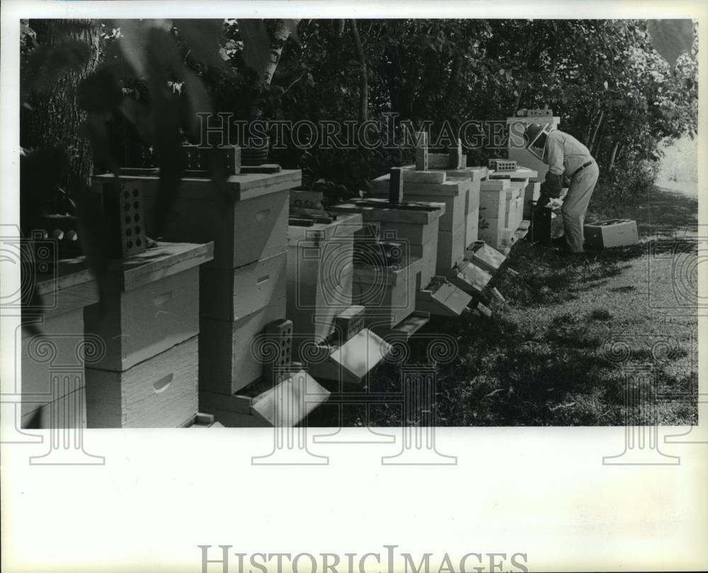 1983 Press Photo Gerald Hemmerich Works At His Beehives In Wisconsin - mjb54885 - Historic Images