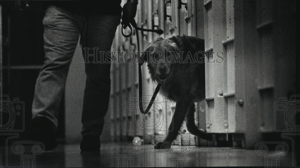 1991 Press Photo Milwaukee County Jail - Sunny, Drug-Sniffing Golden Retriever - Historic Images