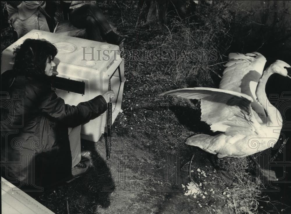 1987 Press Photo Zookeeper Mary Jo Willis releasing swan at Milwaukee County Zoo - Historic Images