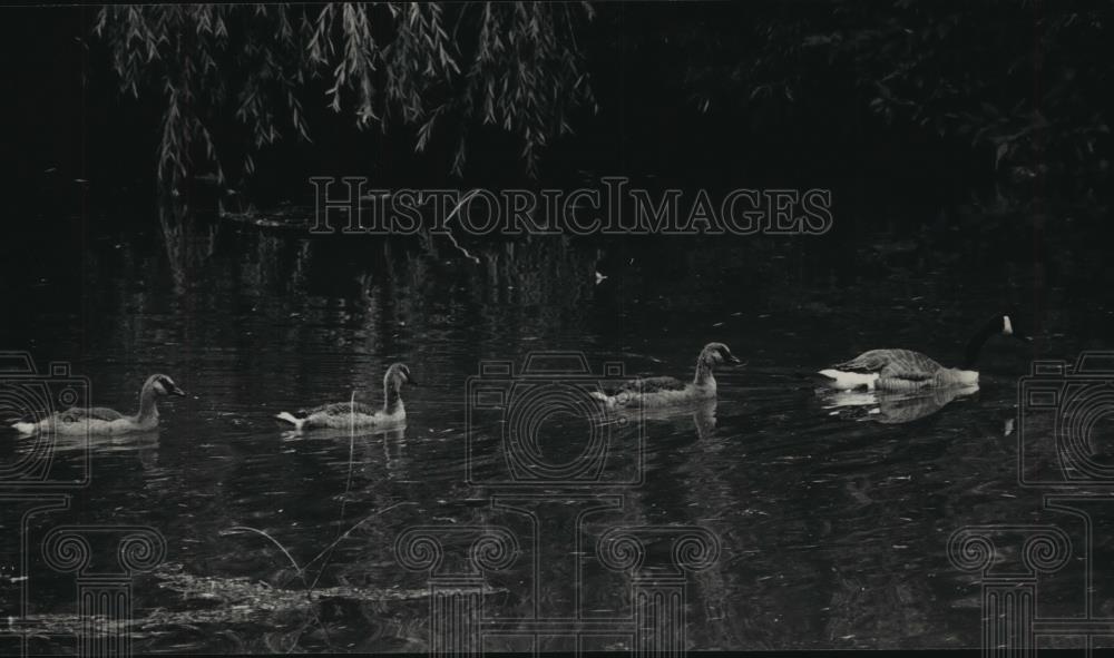 1986 Press Photo Canada Goose with Goslings at Milwaukee County Zoo in Wisocnsin - Historic Images