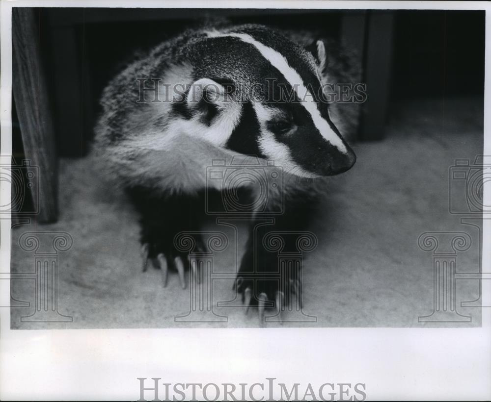 Press Photo Matilda, a badger at Milwaukee Zoo - mjb56652 - Historic Images