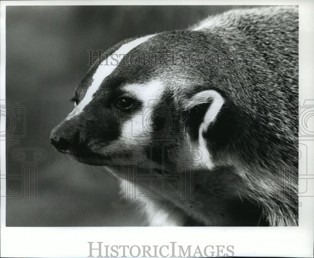 1992 Press Photo American badger at Milwaukee County Zoo - mjb56653 - Historic Images