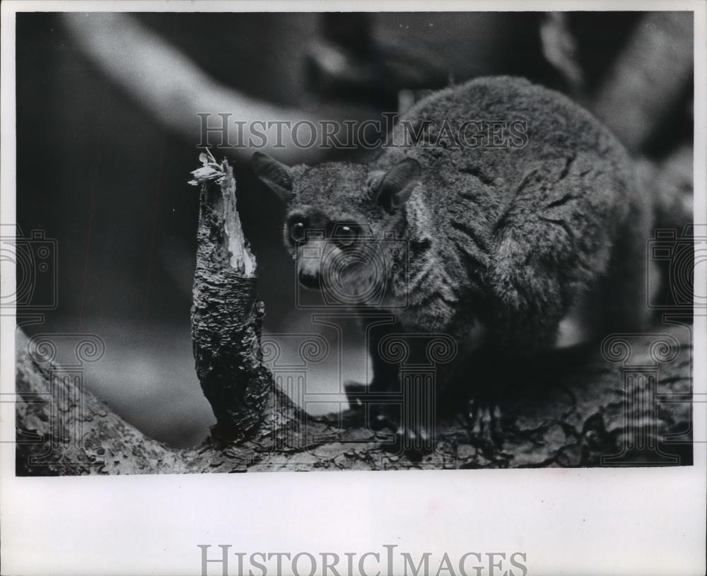 1985 Press Photo Animal in its sanctuary at a Milwaukee zoo, Wisconsin - Historic Images
