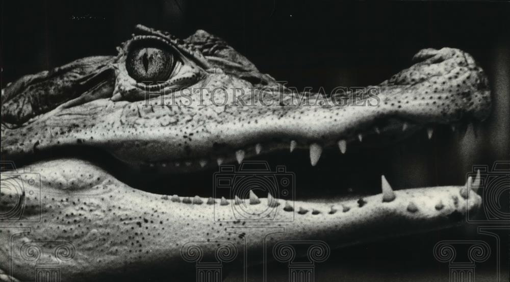 1979 Press Photo Spectacled caimen crocodile at the Milwaukee zoo - mjb56701 - Historic Images