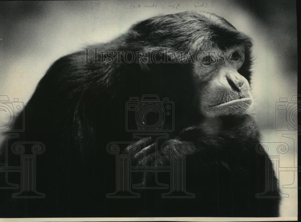 1985 Press Photo Unk,The Monkey has diabetes at the Milwaukee zoo - mjb56747 - Historic Images