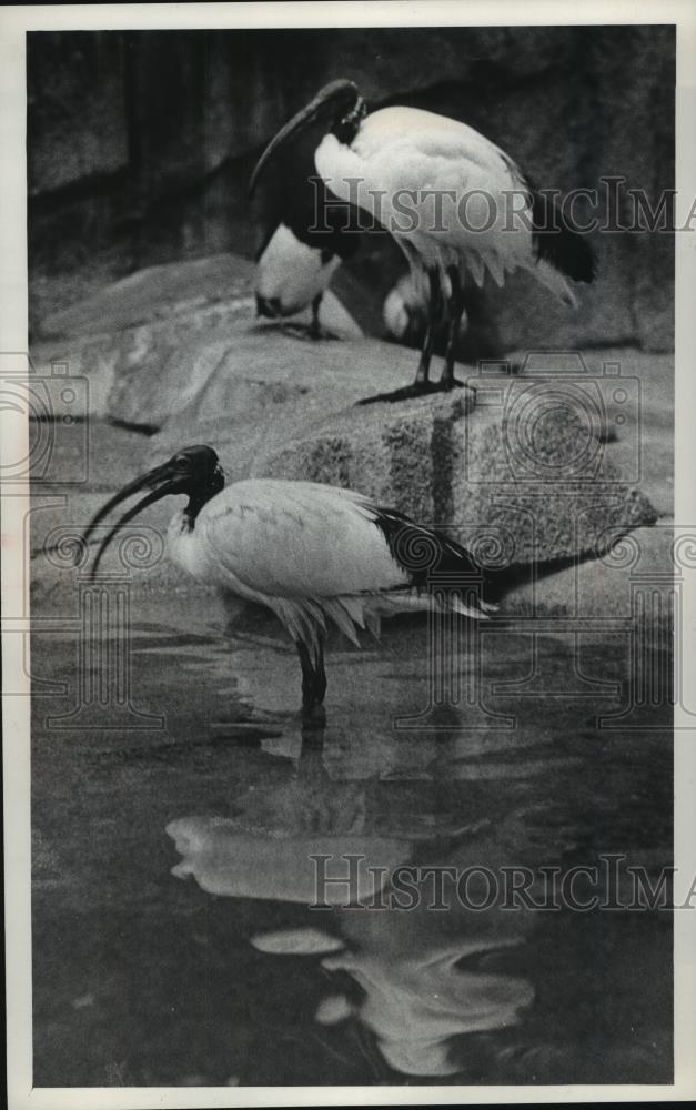 1979 Press Photo Two Ibises related to heron's at the County Zoo, Milwaukee. - Historic Images