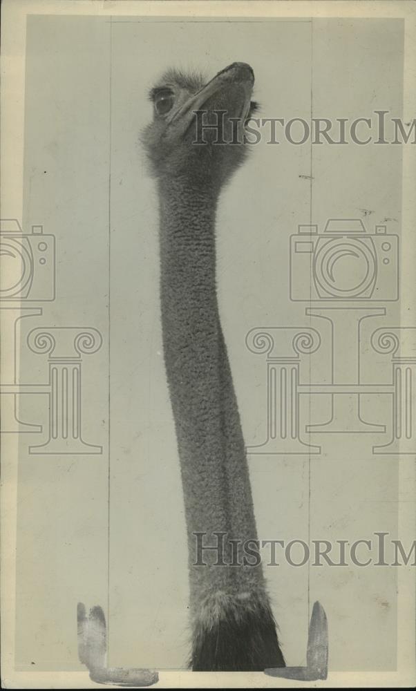 Press Photo Ostrich Is Eifel Tower Of The Bird Kingdom At Washington Park Zoo - Historic Images