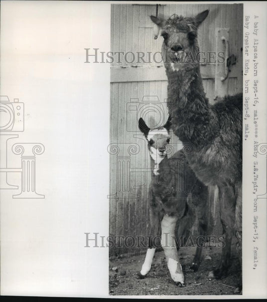 1988 Press Photo Baby Alpaca with mother at Milwaukee County Zoo - mjb57333 - Historic Images