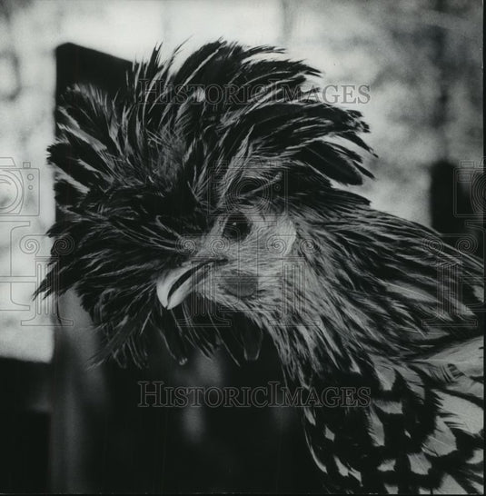 1976 Press Photo Adult Polish Chicken in Milwaukee Children's Zoo - mjb57392 - Historic Images