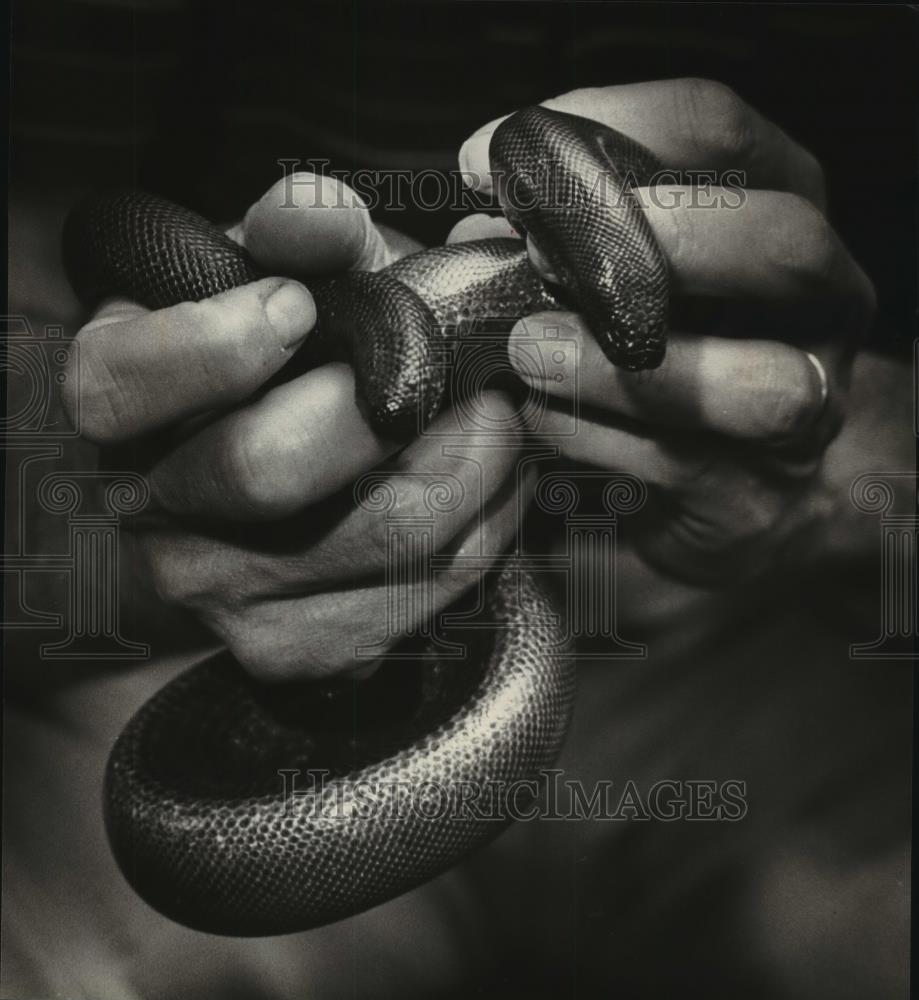 1979 Press Photo Boa constrictor to be on display at Milwaukee Children&#39;s Zoo - Historic Images