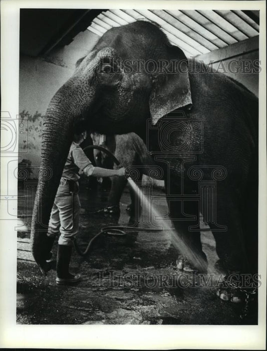 1983 Press Photo Handlers Washing Elephant at Milwaukee County Zoo in Wisconsin - Historic Images