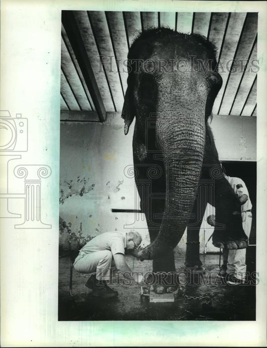 1983 Press Photo Elephant Being Weighed at the Milwaukee County Zoo in Wisconsin - Historic Images