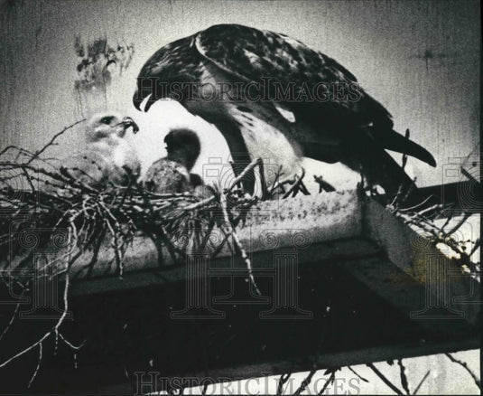 1991 Press Photo Protected Red Tail Hawk feeds chicks, Milwaukee - mjb58185 - Historic Images