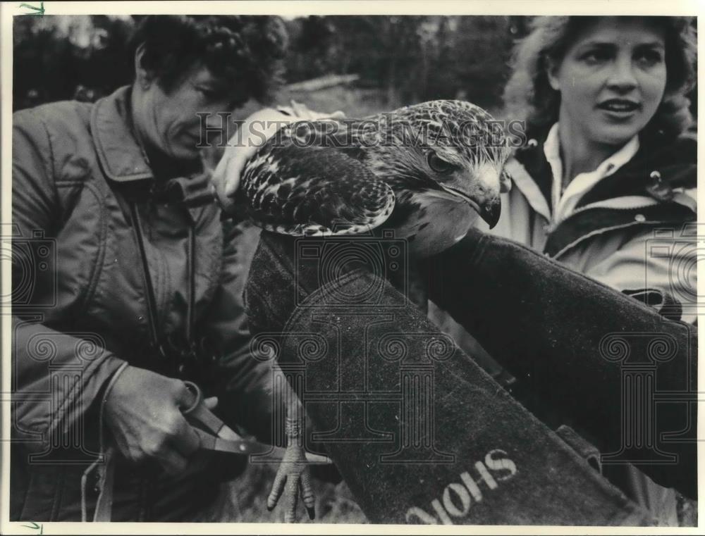 1983 Press Photo Red Tail Hawk release at Schlitz Audubon Center, Milwaukee - Historic Images