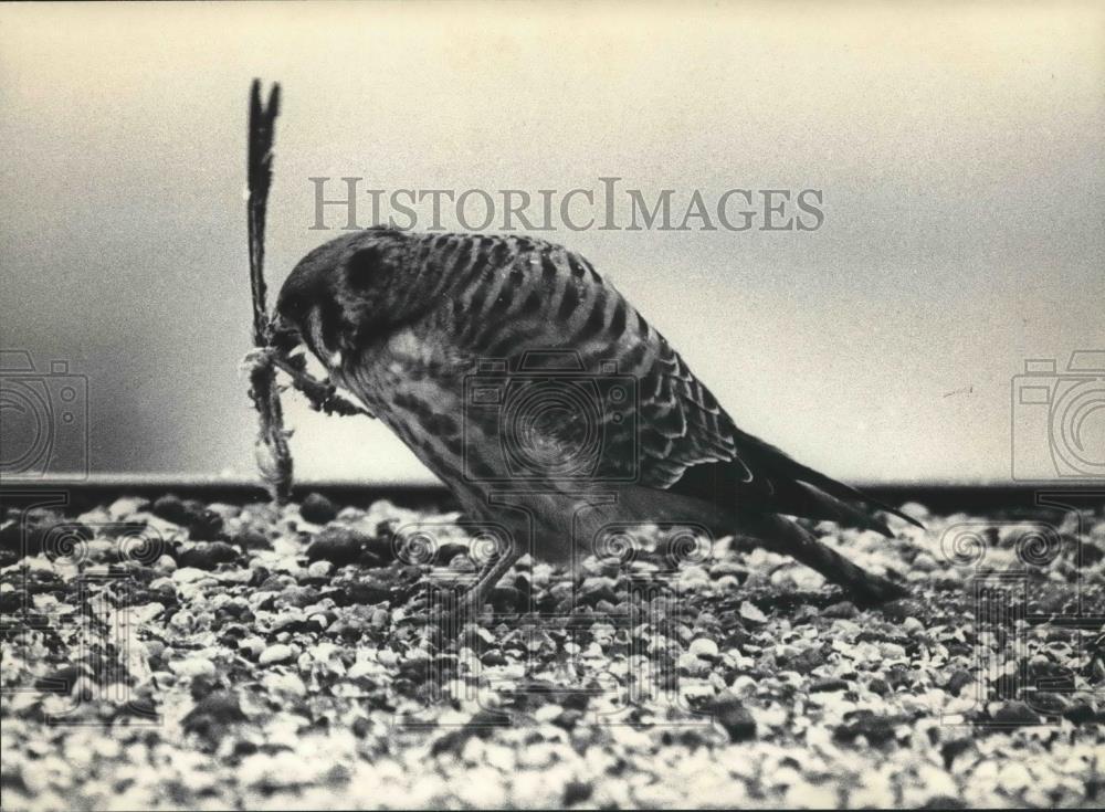 1985 Press Photo Sparrow Hawk dining on top of The Journal, Milwaukee - Historic Images