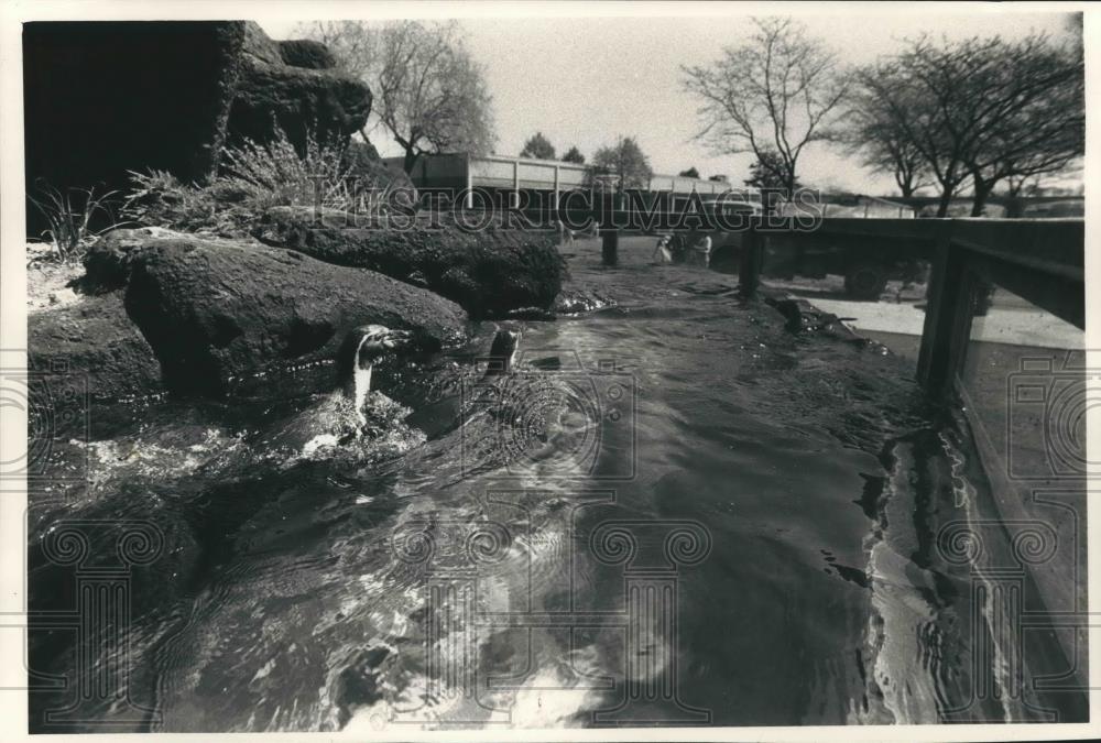 1988 Press Photo Penquins swim at the Milwaukee Zoo - mjb58330 - Historic Images