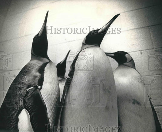 1993 Press Photo King penguins in new surroundings at Milwaukee County Zoo - Historic Images