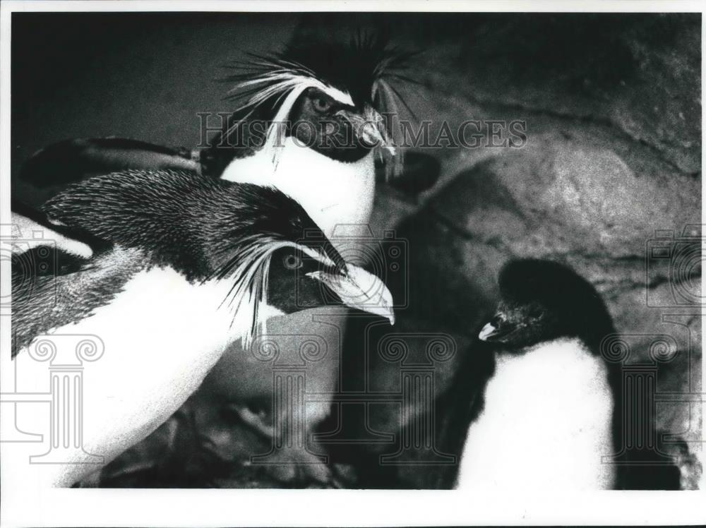 1993 Press Photo Shirley, first Rockhopper chick hatched at the Milwaukee Zoo. - Historic Images