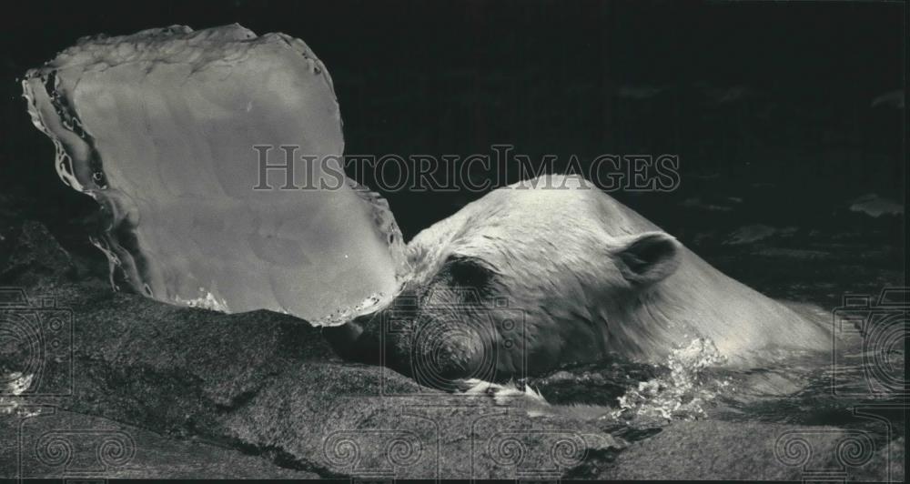 1987 Press Photo A Polar Bear plays with block of ice at Milwaukee County Zoo. - Historic Images