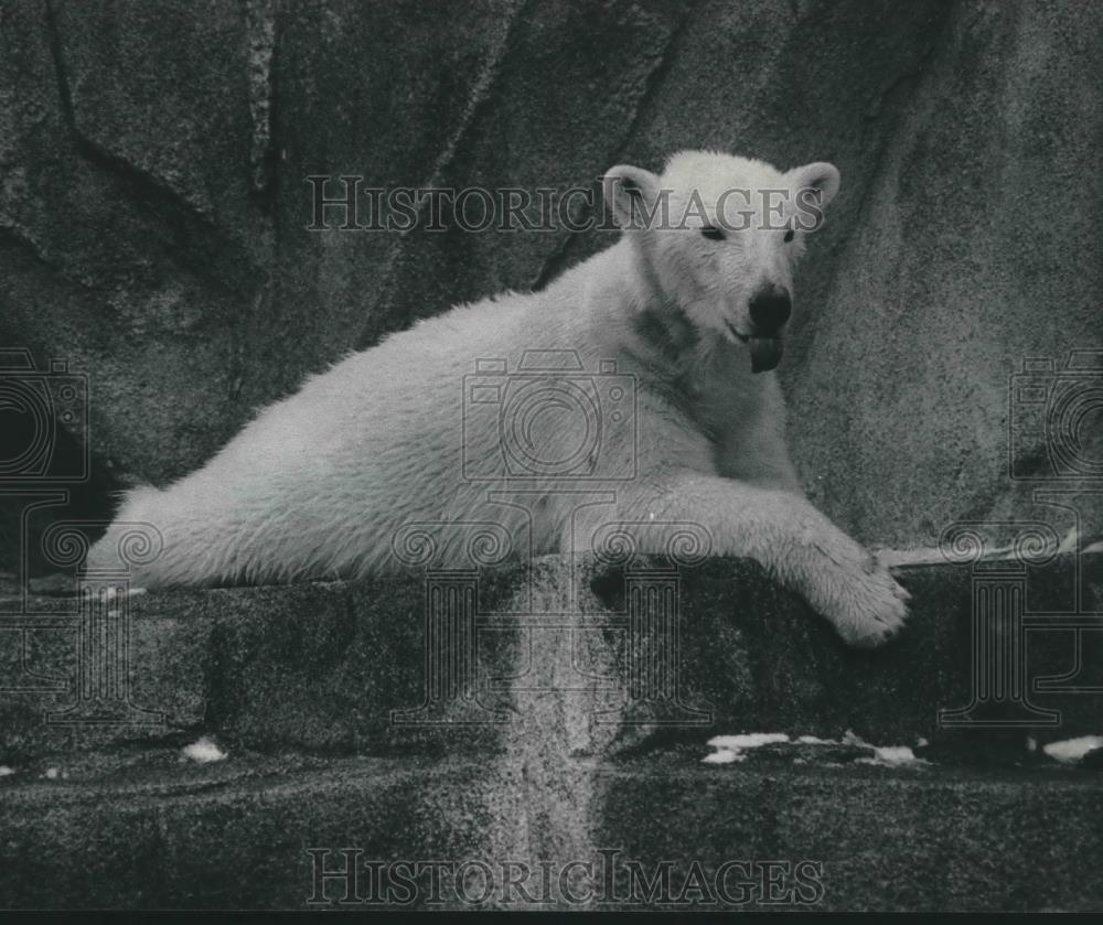 1984 Press Photo Connie Taagen, named Milwaukee Zoo Polar Bear Mishka in contest - Historic Images