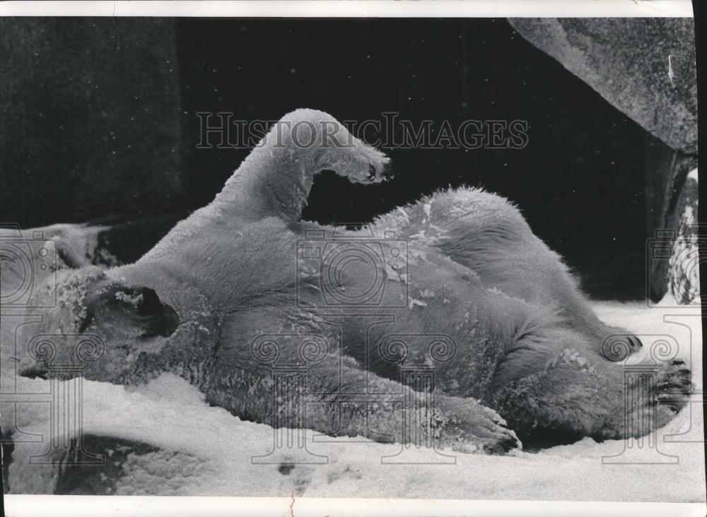 1978 Press Photo Cold kept people inside but a Polar Bear loved it Milwaukee Zoo - Historic Images