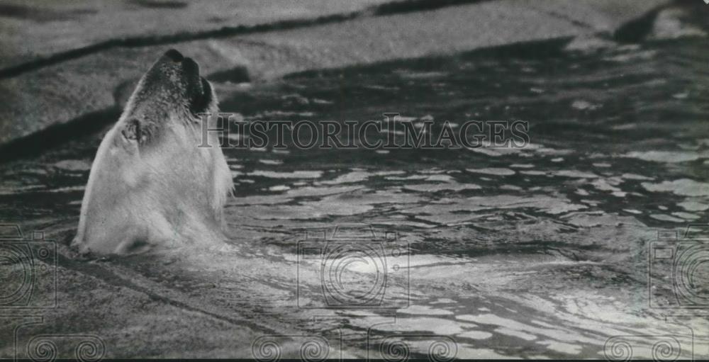 1981 Press Photo Milwaukee Zoo polar bear is favorite winter animal - mjb59192 - Historic Images
