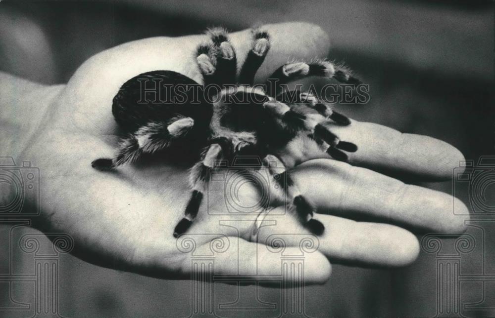 1985 Press Photo Tarantula spider at Milwaukee County Zoo. - mjb59451 - Historic Images