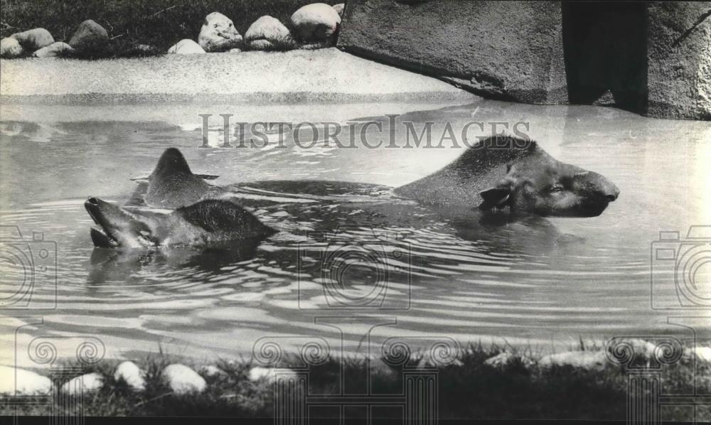 1980 Press Photo Tapirs smimming at the Milwaukee County Zoo - mjb59482 - Historic Images