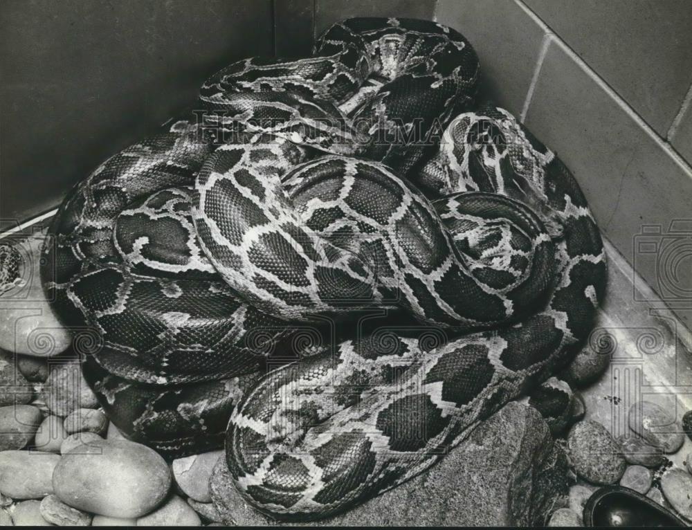 1980 Press Photo Pythons are mother&#39;s to be at the Milwaukee County Zoo, - Historic Images