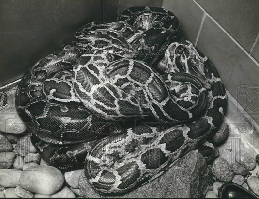 1980 Press Photo Pythons are mother's to be at the Milwaukee County Zoo, - Historic Images