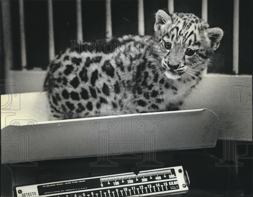 1981 Press Photo Snow Leopard cub named Kathmandu at Milwaukee County Zoo - Historic Images