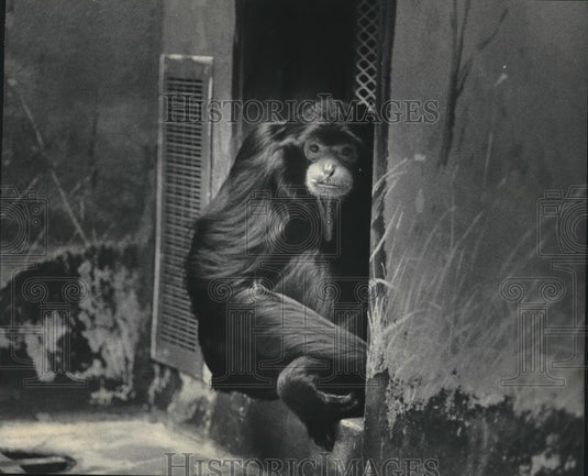 1985 Press Photo Siamang Ape Suzie At the Milwaukee County Zoo's Primate House - Historic Images