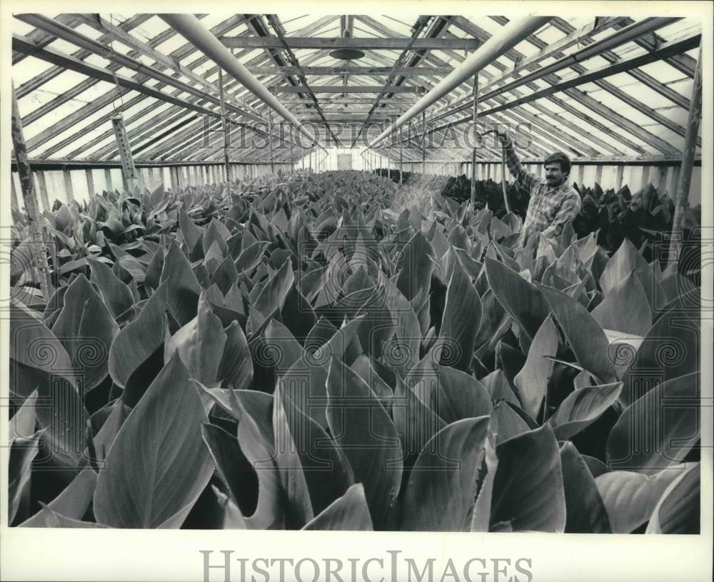 1984 Press Photo Gerald Flees works in a Milwaukee County park greenhouse - Historic Images