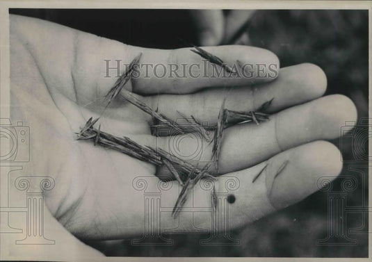 1988 Press Photo Turkey foot seeds at Riveredge Nature Center - mjb59691 - Historic Images