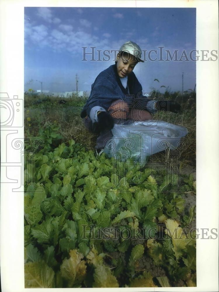 1993 Press Photo Charlotte Moore Gathers Greens in Community Garden, Milwaukee - Historic Images