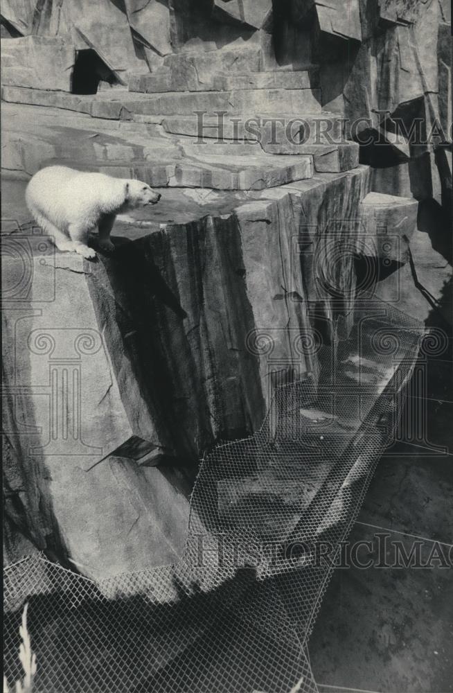 1984 Press Photo Milwaukee County Zoo&#39;s polar bear, Mishka, overlooks mesh net - Historic Images