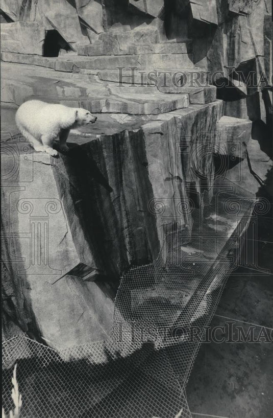 1984 Press Photo Milwaukee County Zoo's polar bear, Mishka, overlooks mesh net - Historic Images