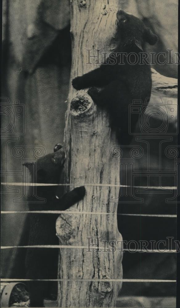 1991 Press Photo Himalayan black bears frolic at Milwaukee County Zoo - Historic Images