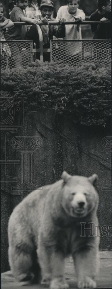 1990 Press Photo Otis Lucks, points out "Blonde" the bear at the Milwaukee Zoo. - Historic Images
