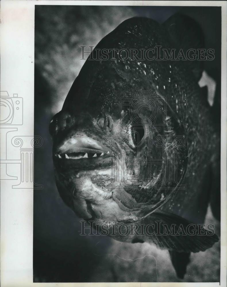 1976 Press Photo Big Red Piranha at Milwaukee Zoo Aqaurium - mjb59970 - Historic Images