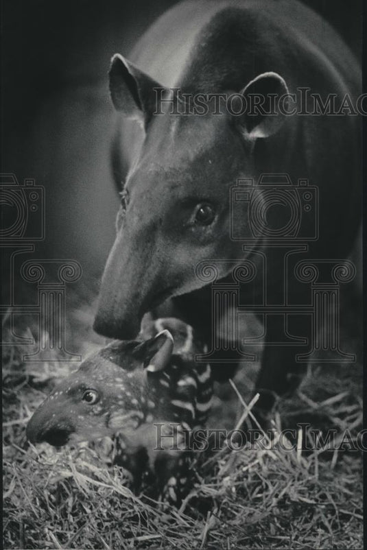 1985 Press Photo Genny, female tapir and her baby, Marrakesh at zoo, Milwaukee. - Historic Images