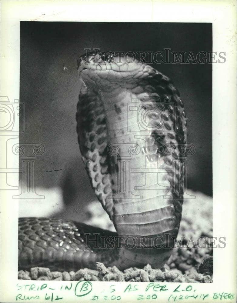 1983 Press Photo Milwaukee Zoo Snakes - mjb60290 - Historic Images