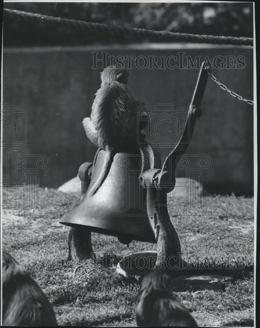 1977 Press Photo Monkey in Milwaukee County Zoo - mjb60395 - Historic Images
