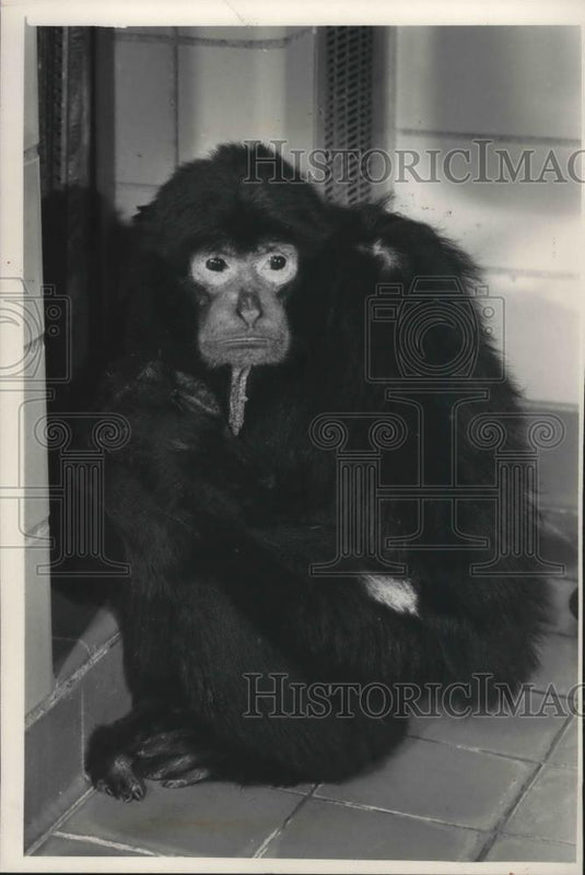 1988 Press Photo Unk, oldest Siamang ape in Milwaukee County Zoo - mjb60401 - Historic Images