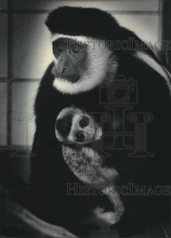 1986 Press Photo Valentina, a baby colombus monkey, in Milwaukee County Zoo - Historic Images