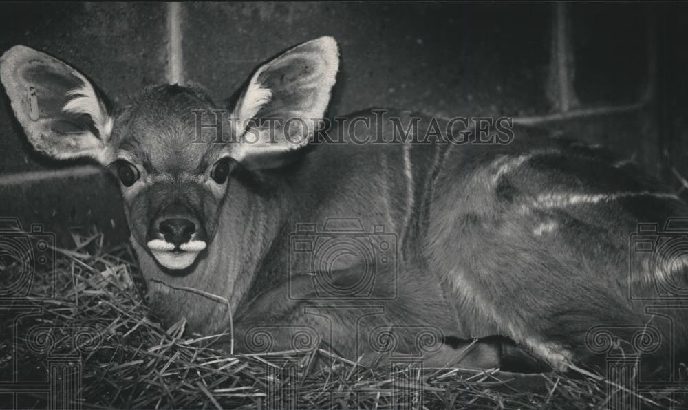 1987 Press Photo Milwaukee Zoo&#39;s baby greater kudu, Inky, perks up her ears - Historic Images