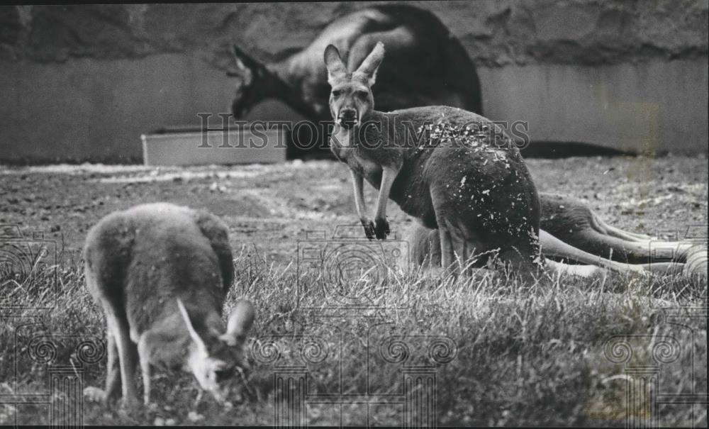 1982 Press Photo Milwaukee County Zoo's kangaroos - mjb60495 - Historic Images